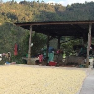 画像3: グアテマラ トゥウィハ農園 【中深煎り】