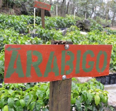 画像1: グァテマラ ラ・ボルサ農園 アラビゴ 【中煎り】