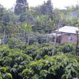 コロンビア　サンセバスチャン A【中浅煎り】