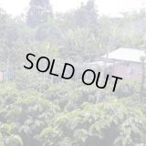 コロンビア　サンセバスチャン A【中浅煎り】