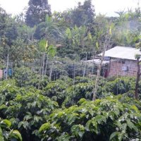 コロンビア　サンセバスチャン A【中浅煎り】