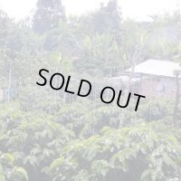 コロンビア　サンセバスチャン A【中浅煎り】