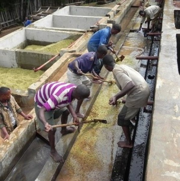 画像2: エチオピア イルガチェフェ ゲデブ ウォルカ【中浅煎り】 (2)