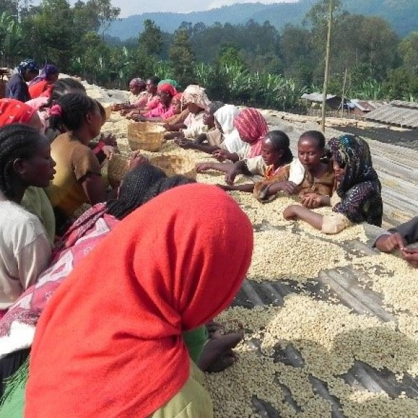 画像3: エチオピア イルガチェフェ ゲデブ ウォルカ【中浅煎り】 (3)