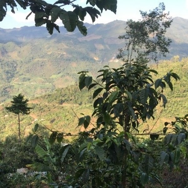 画像3: グアテマラ トゥウィハ農園 【中深煎り】 (3)