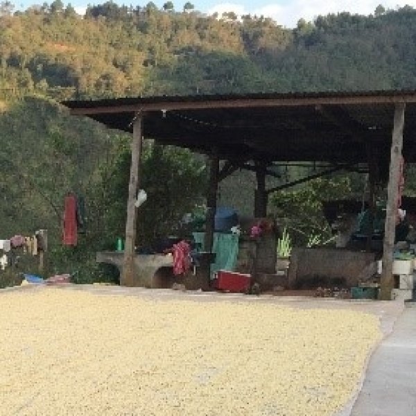 画像2: グアテマラ トゥウィハ農園 【中深煎り】 (2)