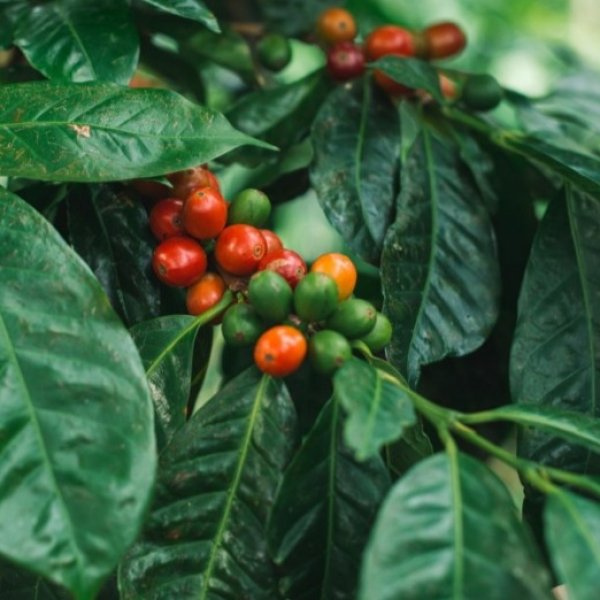 画像3: パナマ レリダ農園 【中浅煎り】 (3)