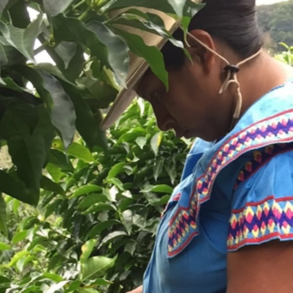 画像2: パナマ レリダ農園 【中浅煎り】 (2)